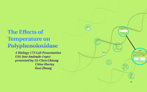 The Effect of Temperature on Enzyme Activity by Chloe Hurley on Prezi