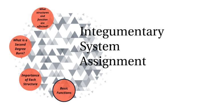 Integumentary System Project by Ryan Burnett on Prezi