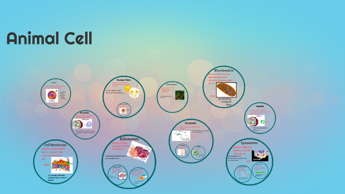 Animal Cell by Kendra Ramos on Prezi