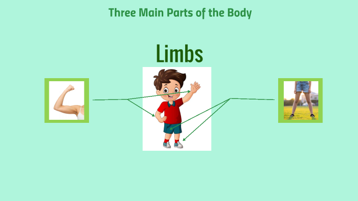 SCIENCE: Limbs by Glo Ann Katrina Compendio on Prezi