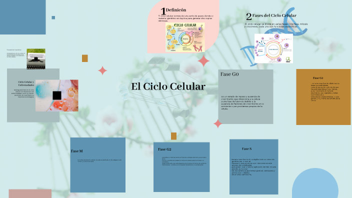 El Ciclo Celular by Alma Mora Lara on Prezi