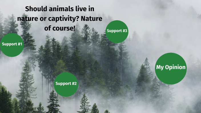 Should Animals Live In Nature Or Captivity By Emma Peless