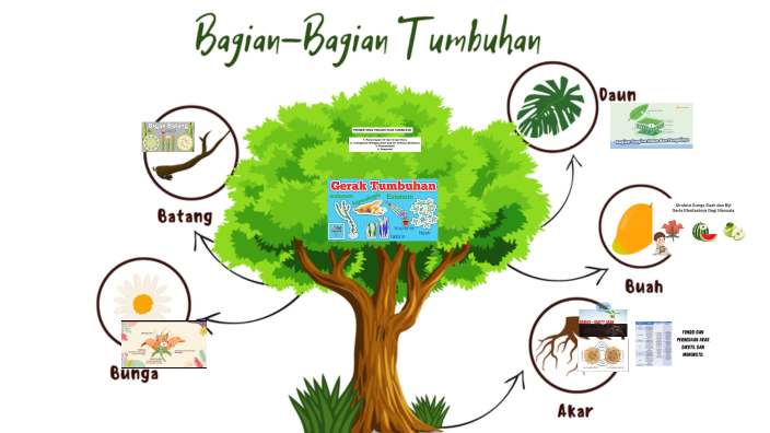 STRUKTUR TUMBUHAN by Retno Alviah on Prezi