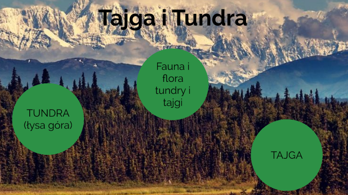Klasa 6 Przyroda Sprawdzian Tundra Tajga Nowa Era prezi.com