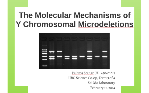 The Molecular Mechanisms of Y Chromosome Microdeletions by Paloma ...