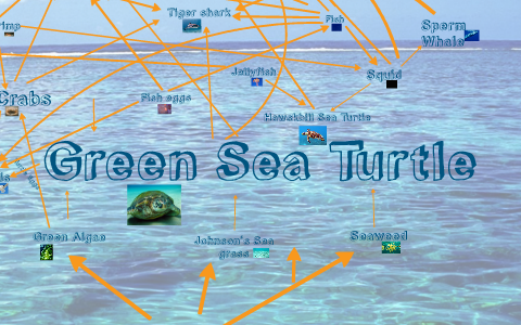 Green Sea Turtle Food Web by Yeidy Vargas on Prezi