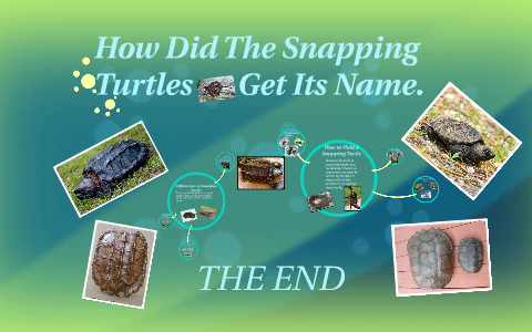 How did the snapping turtles get its name. by Debbie Hohner on Prezi