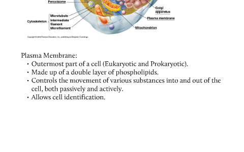 Cell Analogies Collage by Chance Bowman on Prezi