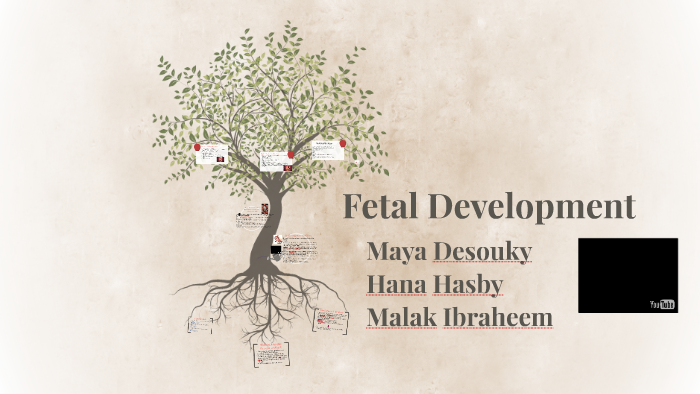 Fetal Development by hana hasby on Prezi