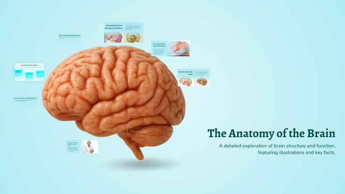 The Anatomy of the Brain by Haleigh Lematta on Prezi