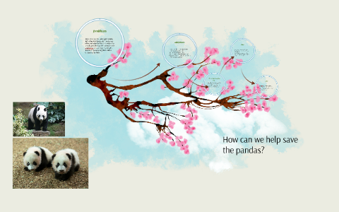 How Can We Help Save The Pandas By Mr Owens On Prezi How Can We Help Save The Pandas By Mr Owens On Prezi