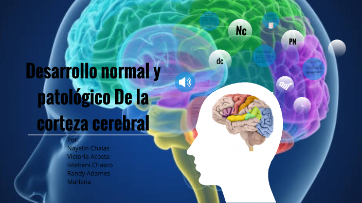 Desarrollo Normal Y Patológico De La Corteza Cerebral By Nayelin C ...