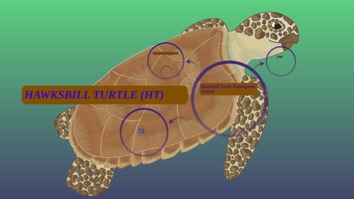 The Hawksbill Turtle by Gage Dreyer on Prezi