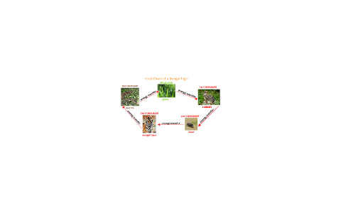 Tiger Food Chain Diagram