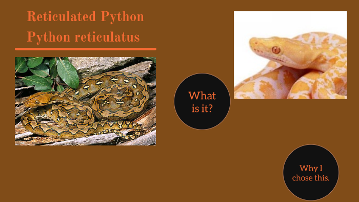 Reticulated Python by Terry Isenhower on Prezi