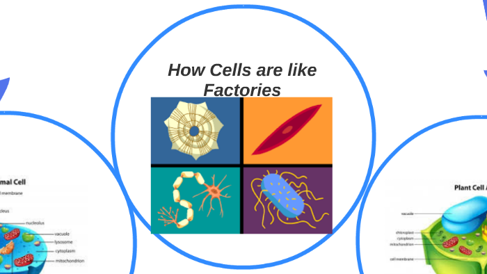 How Cells are like Factories by jonathan Navarro on Prezi