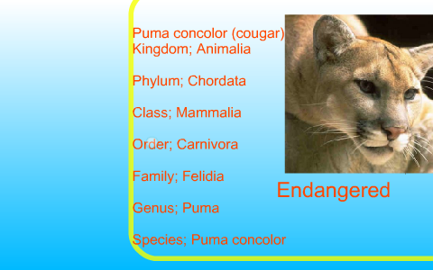 puma animal order