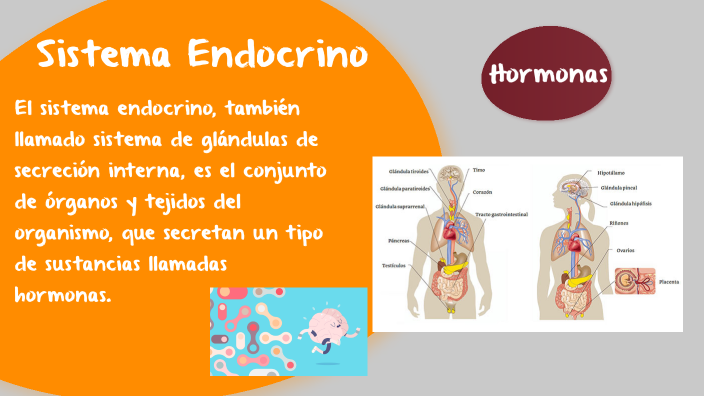 Sistema Endocrino y Sistema Nervioso by GONZALEZ QUISPE CLAUDIA ARACELY ...