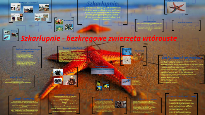 Zwierzeta Bezkregowe Sprawdzian Dla 1 Gim Szkarłupnie - bezkręgowe zwierzęta wtórouste by Ola Ola on Prezi