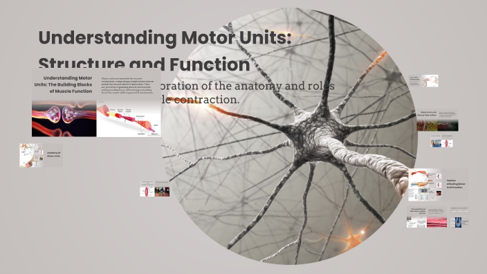 Understanding Motor Units: Structure and Function by NAtasha Willis on ...