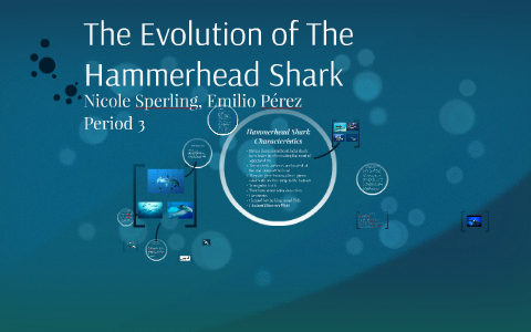 The Mysterious Hammerhead