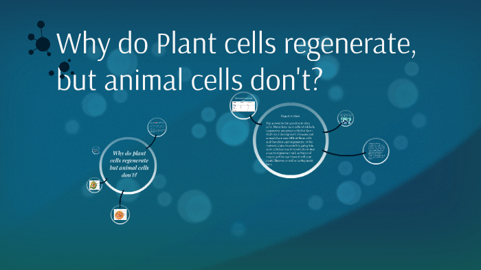 What are plant and Animal Cells? by polly jackson on Prezi