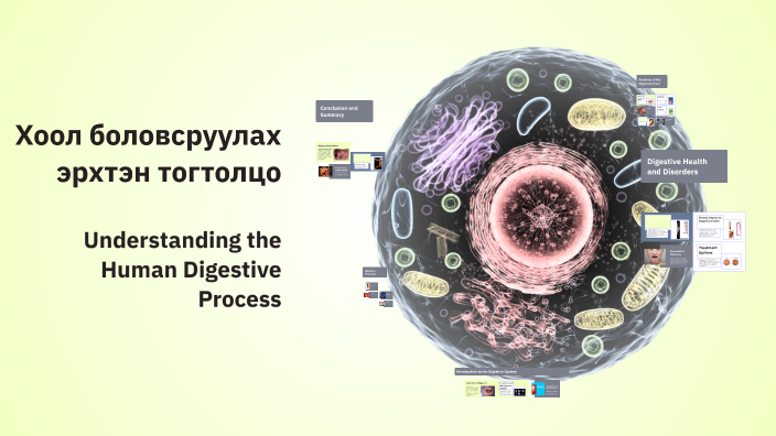 Digestive System by KÆ Ke on Prezi