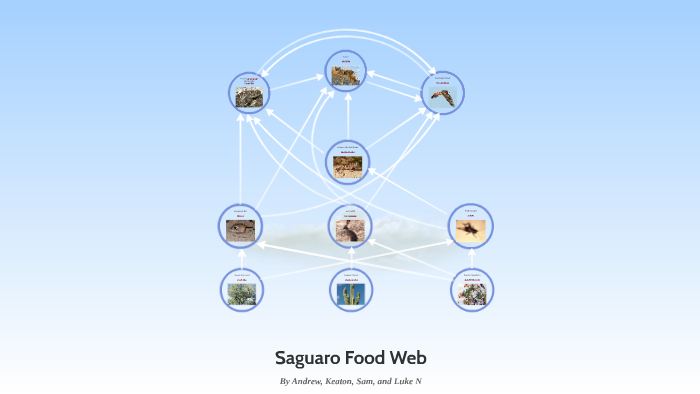 Saguaro National Park Food Web by Random Person on Prezi
