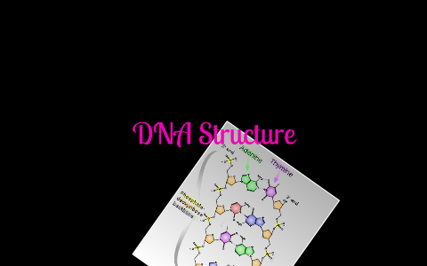 DNA Structure by Jackiee Navarro on Prezi