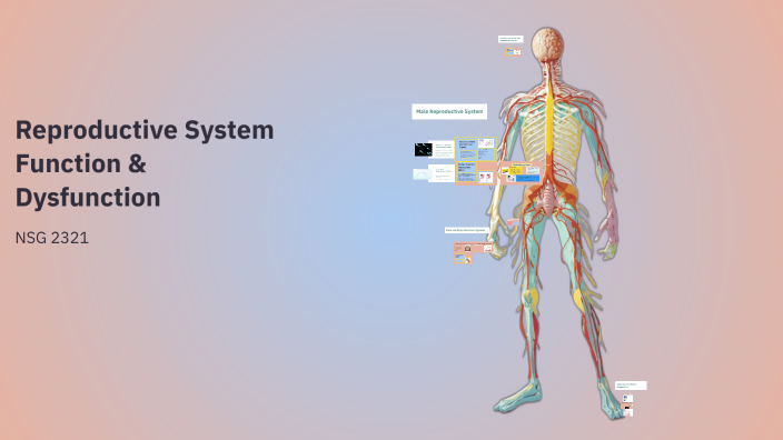 Reproductive System: Function & Dysfunction by Rachel Herder on Prezi