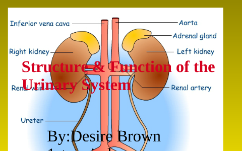 Structure And Function Of The Urinary System By Desire Brown