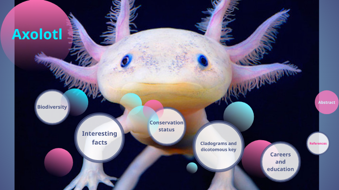 Axolotl By Chant Katrjian