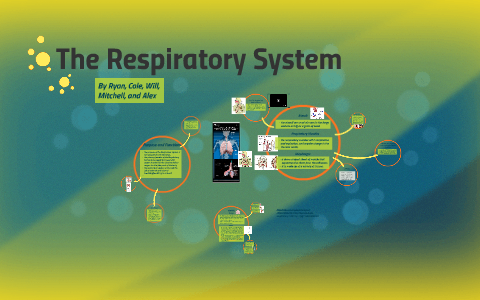 The Respiratory System by Ryan Clawson on Prezi