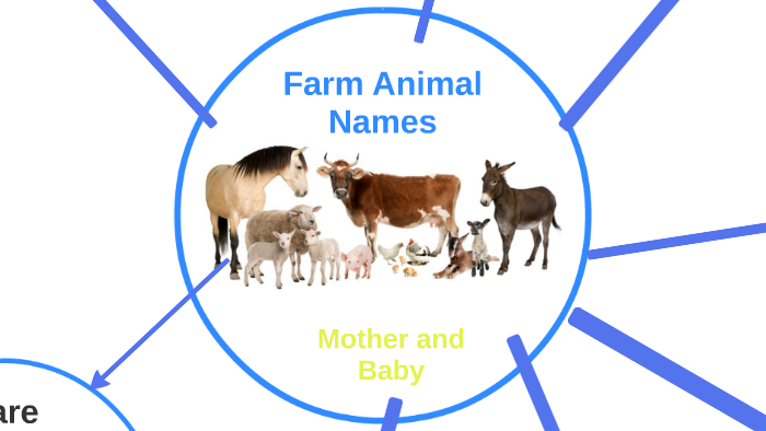 Names of Baby Farm Animals and their Mothers by Jenni Steinhoff