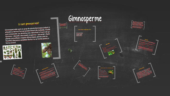 Gimnosperme By Mia Mia On Prezi