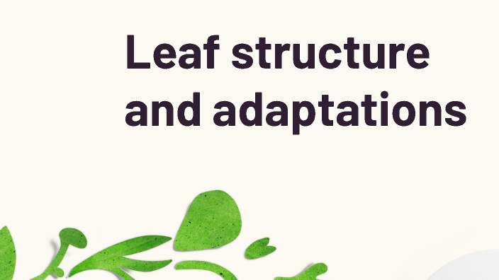 leaf-structure-and-adaptations-by-vaidik-kotak-on-prezi