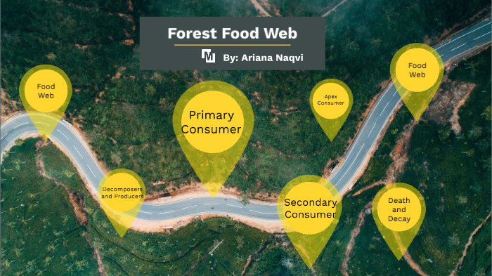 Forest Food Web by Ariana Naqvi on Prezi