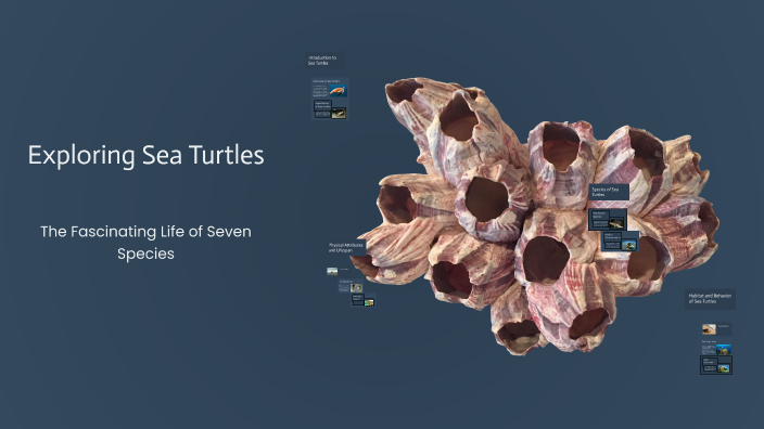 Exploring Sea Turtles by Nawal Alhayajneh on Prezi