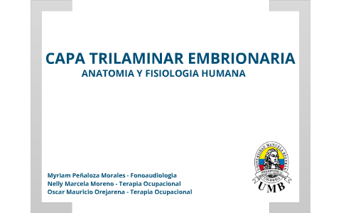 Capa trilaminar embrionaria by Oscar Orejarena on Prezi