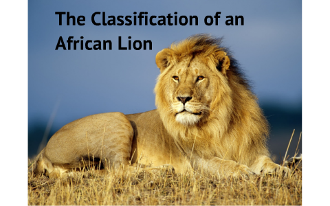 Classification Of An African Lion By Rob Compton Classification Of An African Lion By Rob Compton