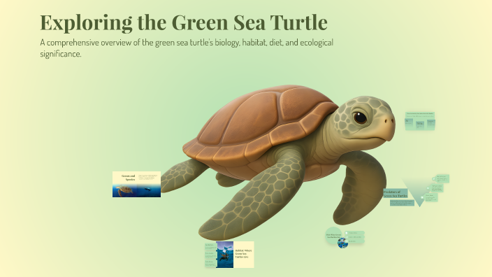 Exploring the Green Sea Turtle by Jayden Jackson on Prezi
