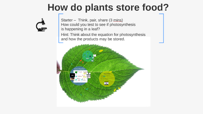 How Do Plants Store Food By Marcel Fowler