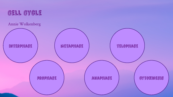 Cell Cycle-Annie Wolkenberg by Annie Wolkenberg on Prezi