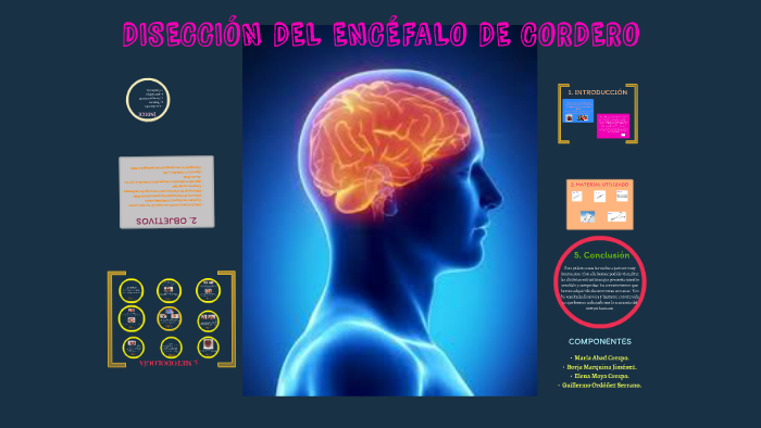 DISECCIÓN DEL ENCÉFALO DE CORDERO by DIARIO DE ANATOMIA on Prezi Next