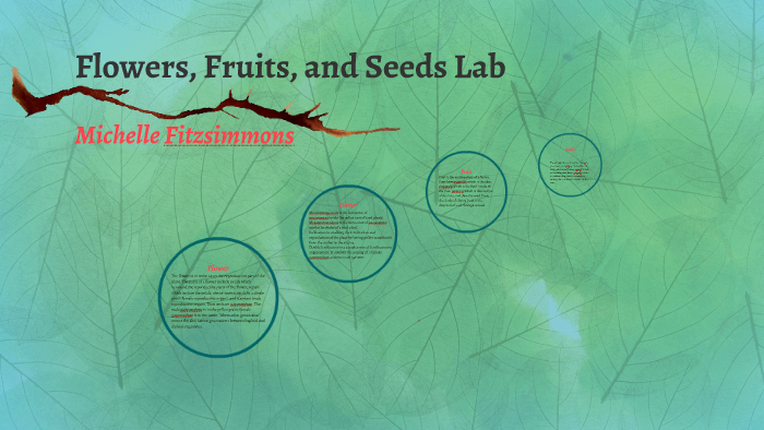 Flowers, Fruits, And Seeds Lab By Michelle Fitzsimmons On Prezi