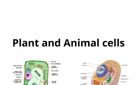 Plant and Animal cells by Travis Marsh on Prezi