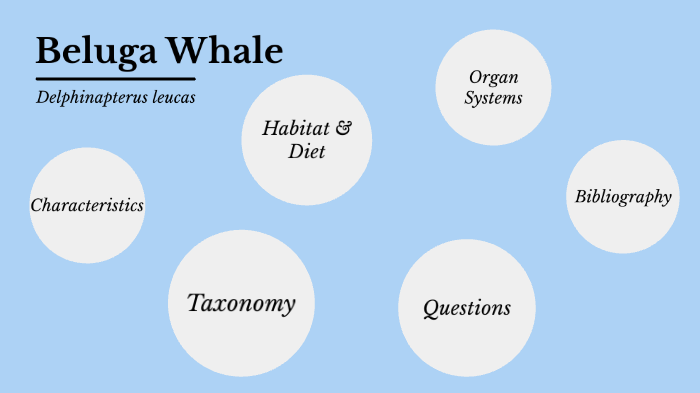 Comparative Anatomy~Beluga Whale by Catelyn Coolidge on Prezi