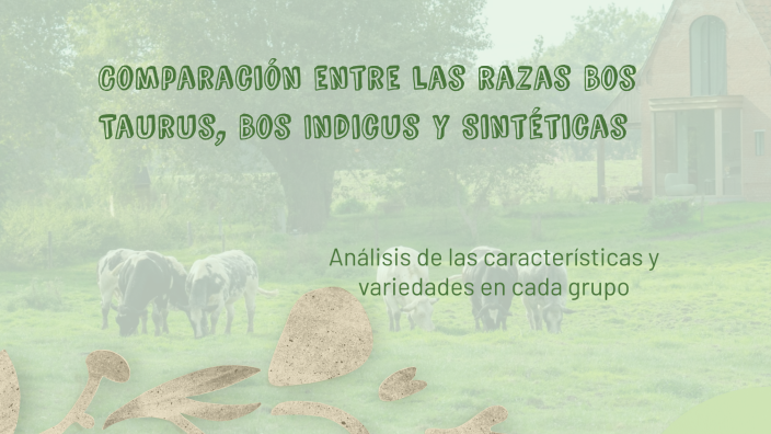 Comparación entre las razas Bos Taurus, Bos Indicus y Sintéticas by ...