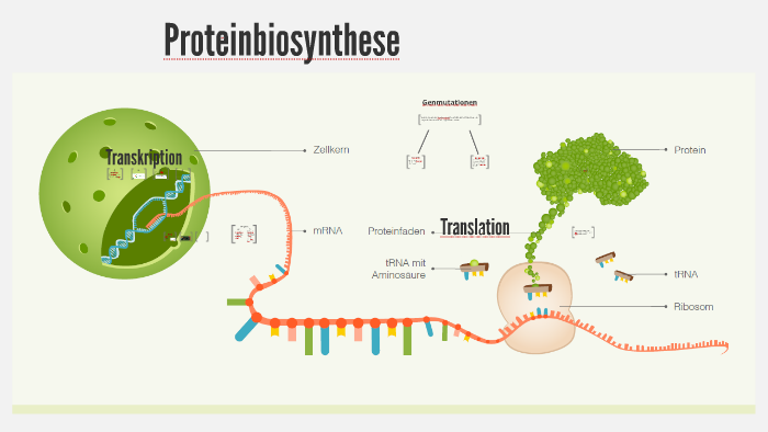 Proteinbiosynthese by Zoë W - JtDjpntDosD7r7tkyfxwk5zml36jc3sachvcDoaizecfr3Dnitcq 3 0