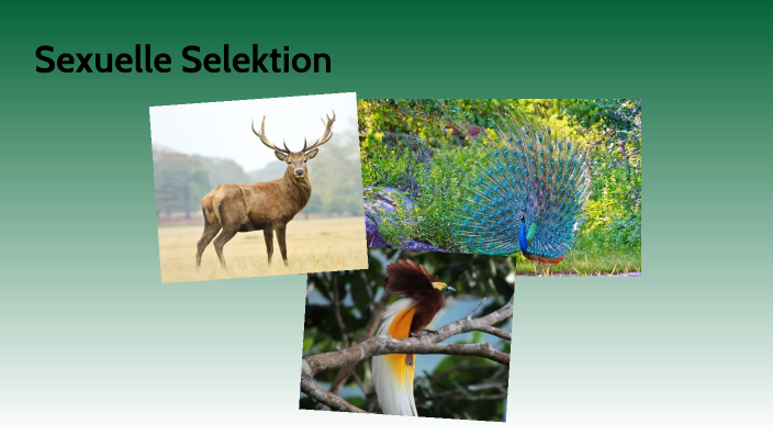 Was Ist Eine Sexuelle Selektion Sexuelle Selektion by Keanu Lozada on Prezi
